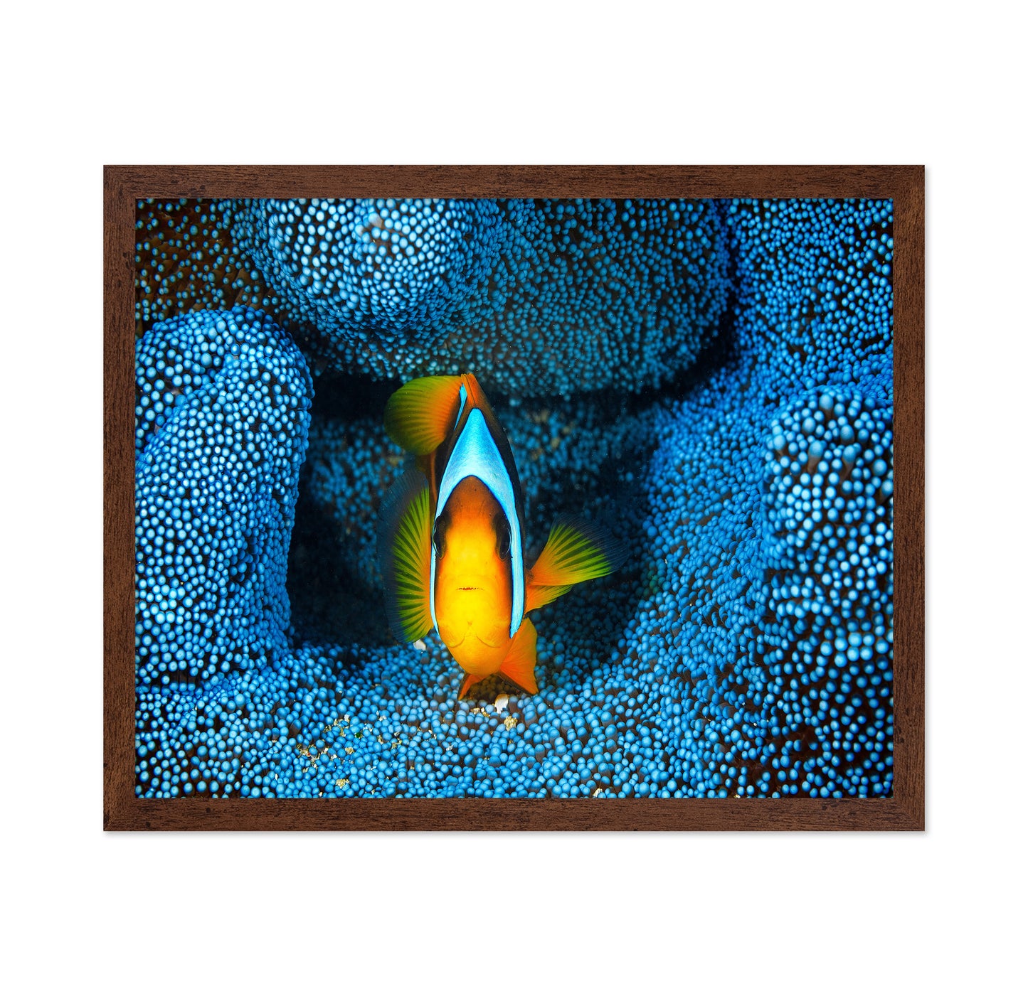 Clownfish In Blue Anacmon