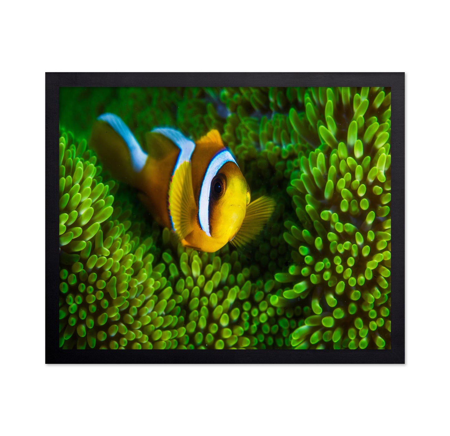 Yellow Clownfish On Green Anemon