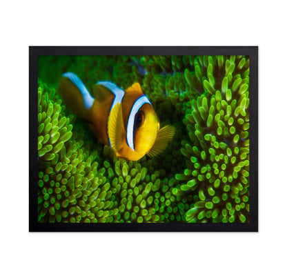 Yellow Clownfish On Green Anemon