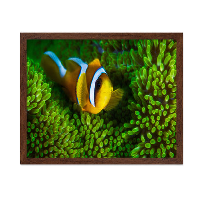 Yellow Clownfish On Green Anemon