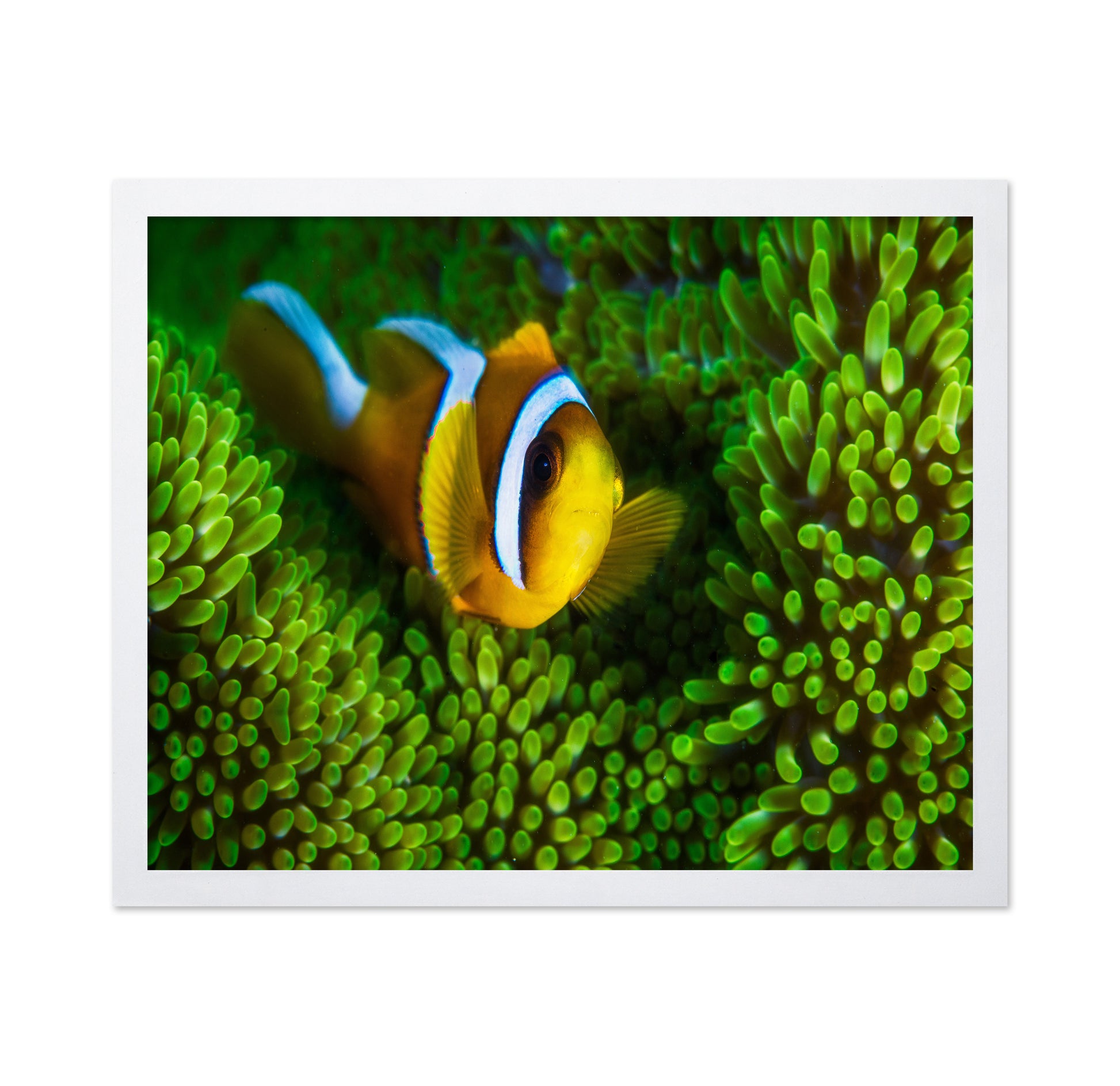 Yellow Clownfish On Green Anemon