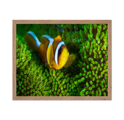 Yellow Clownfish On Green Anemon