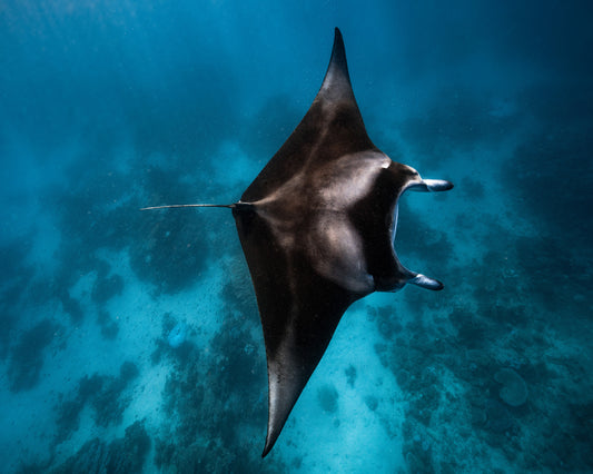 Manta Fly