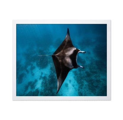 Manta Fly