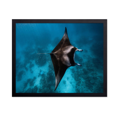Manta Fly