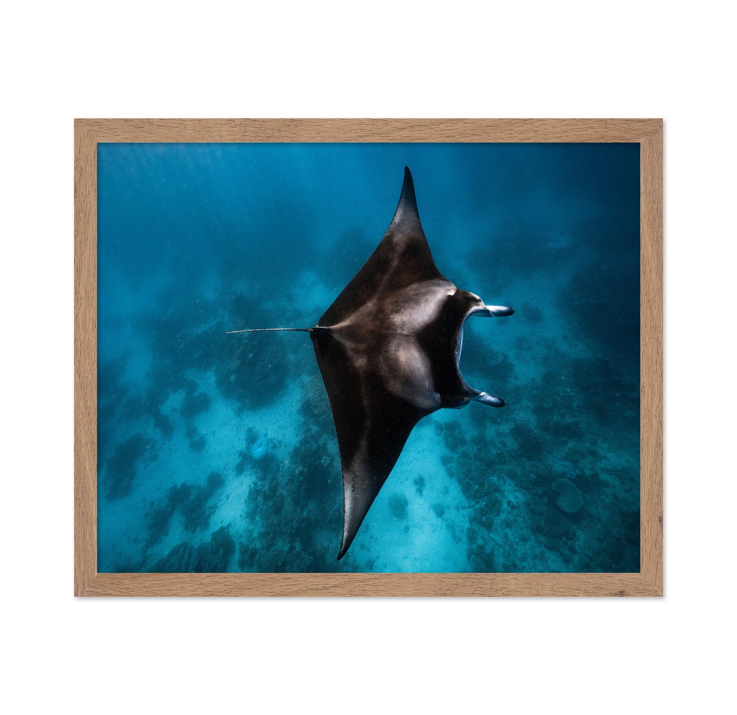 Manta Fly