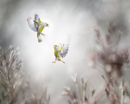Angry Birds