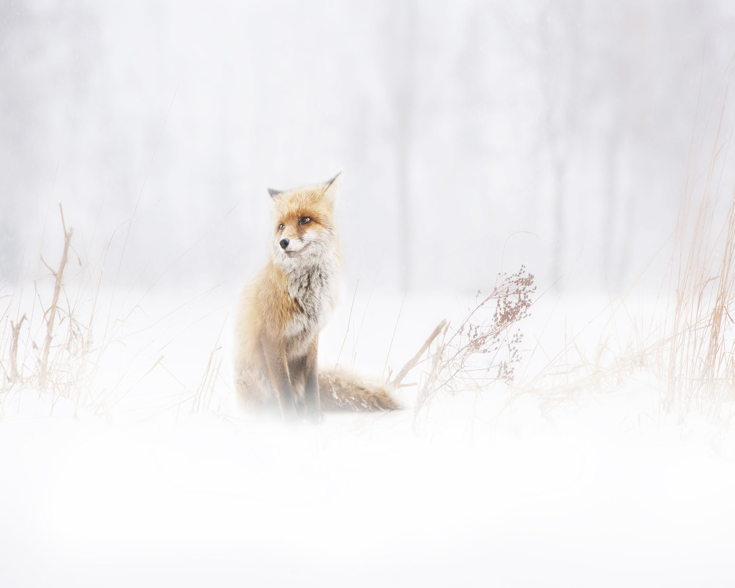 Fox In The Fog