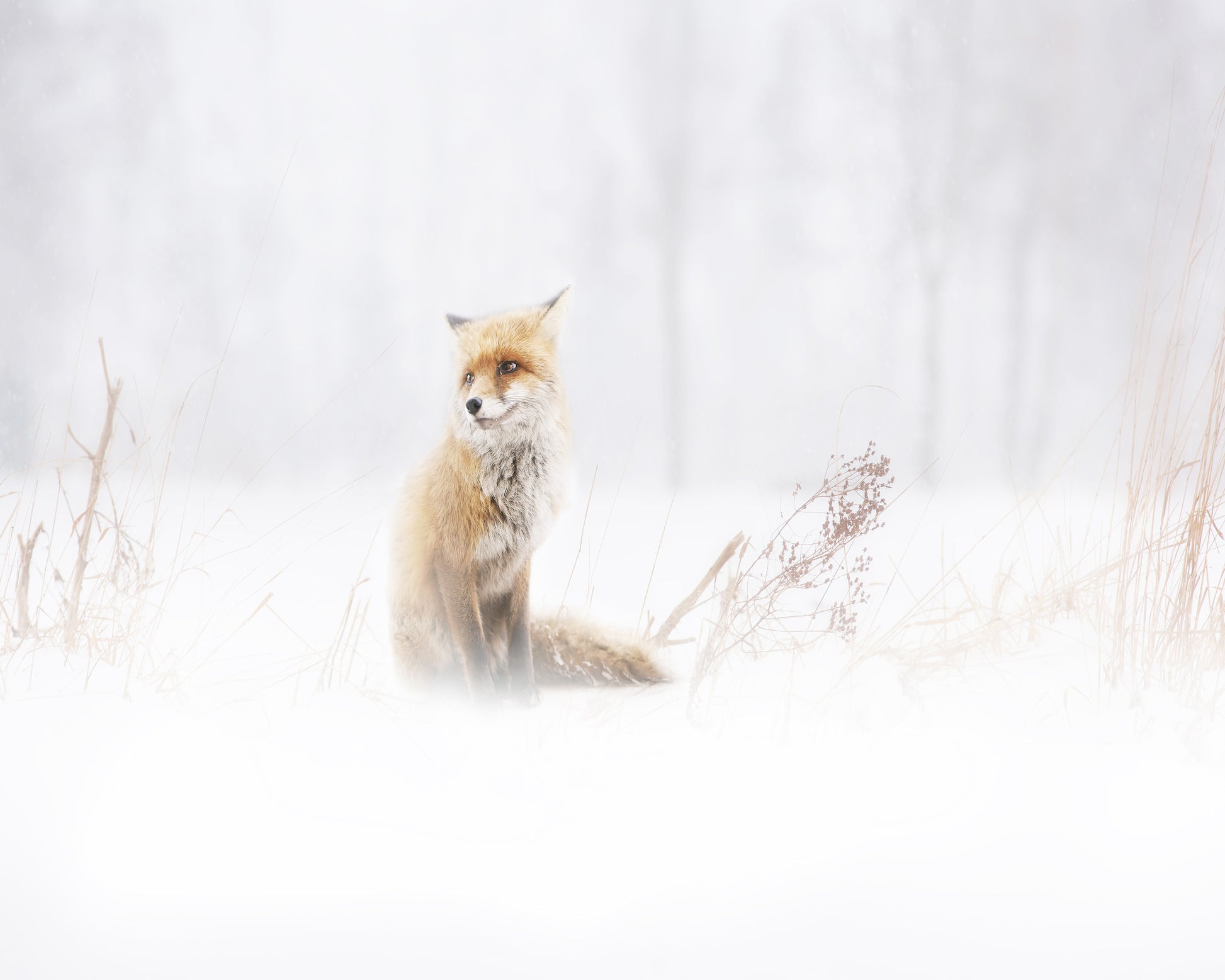 Fox In The Fog