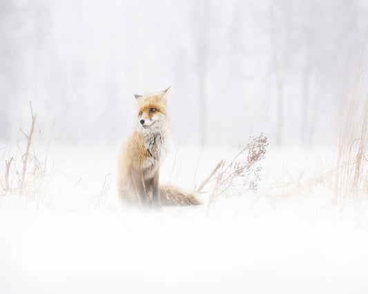 Fox In The Fog