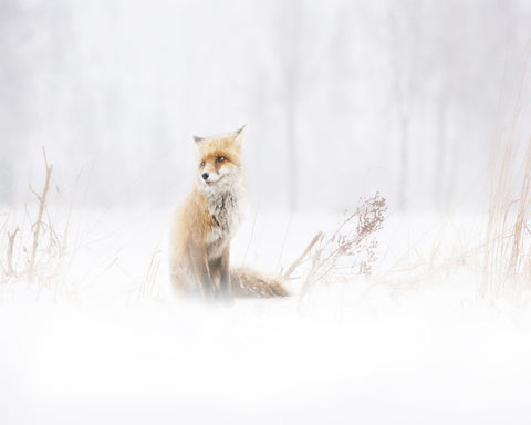 Fox In The Fog
