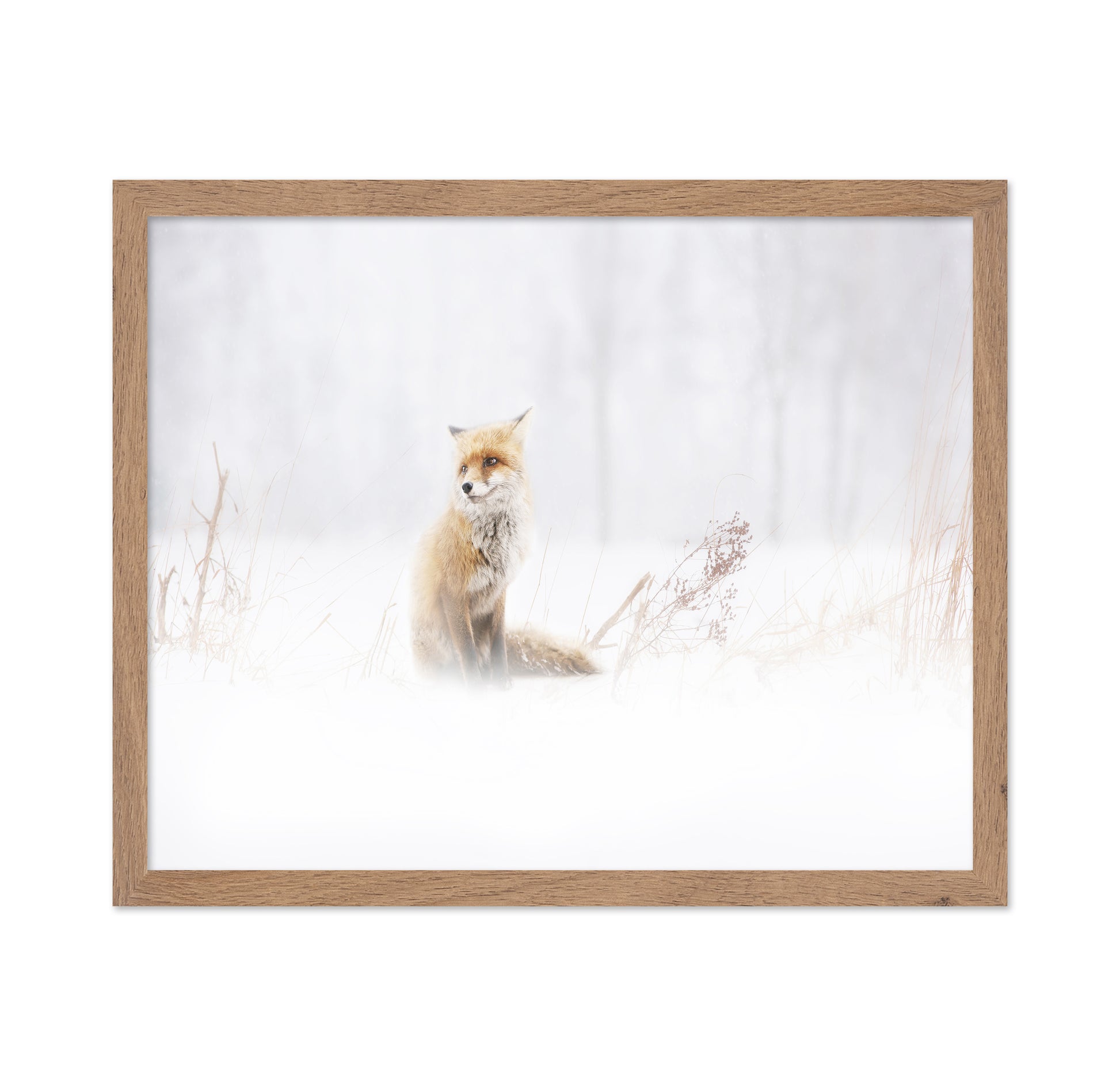 Fox In The Fog