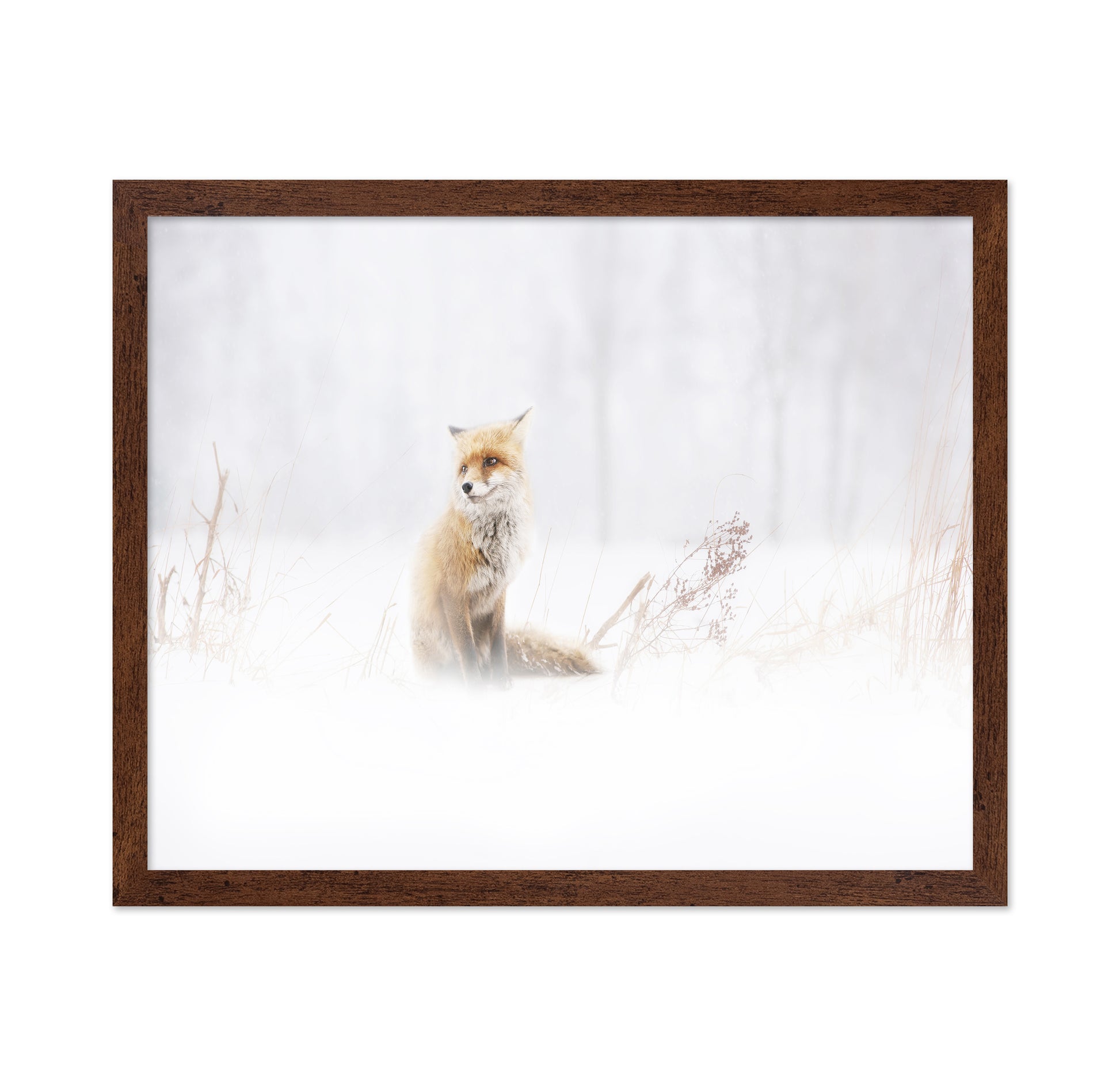 Fox In The Fog