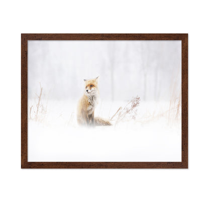 Fox In The Fog