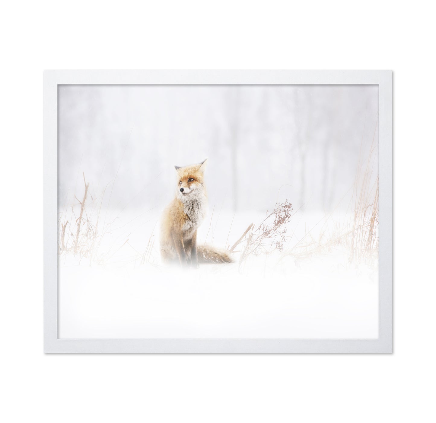 Fox In The Fog