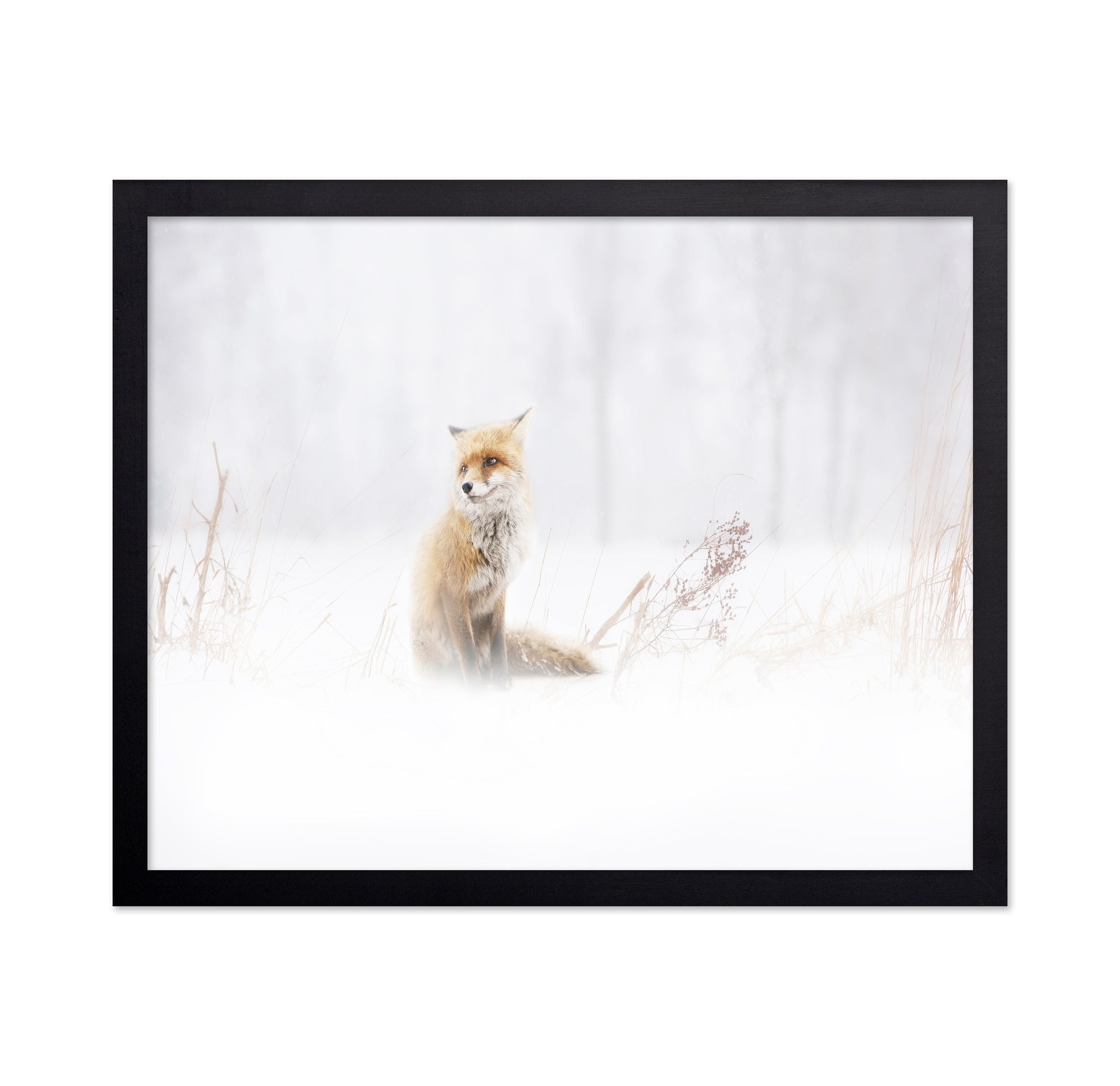 Fox In The Fog