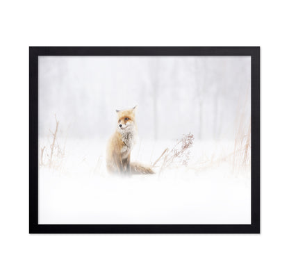 Fox In The Fog