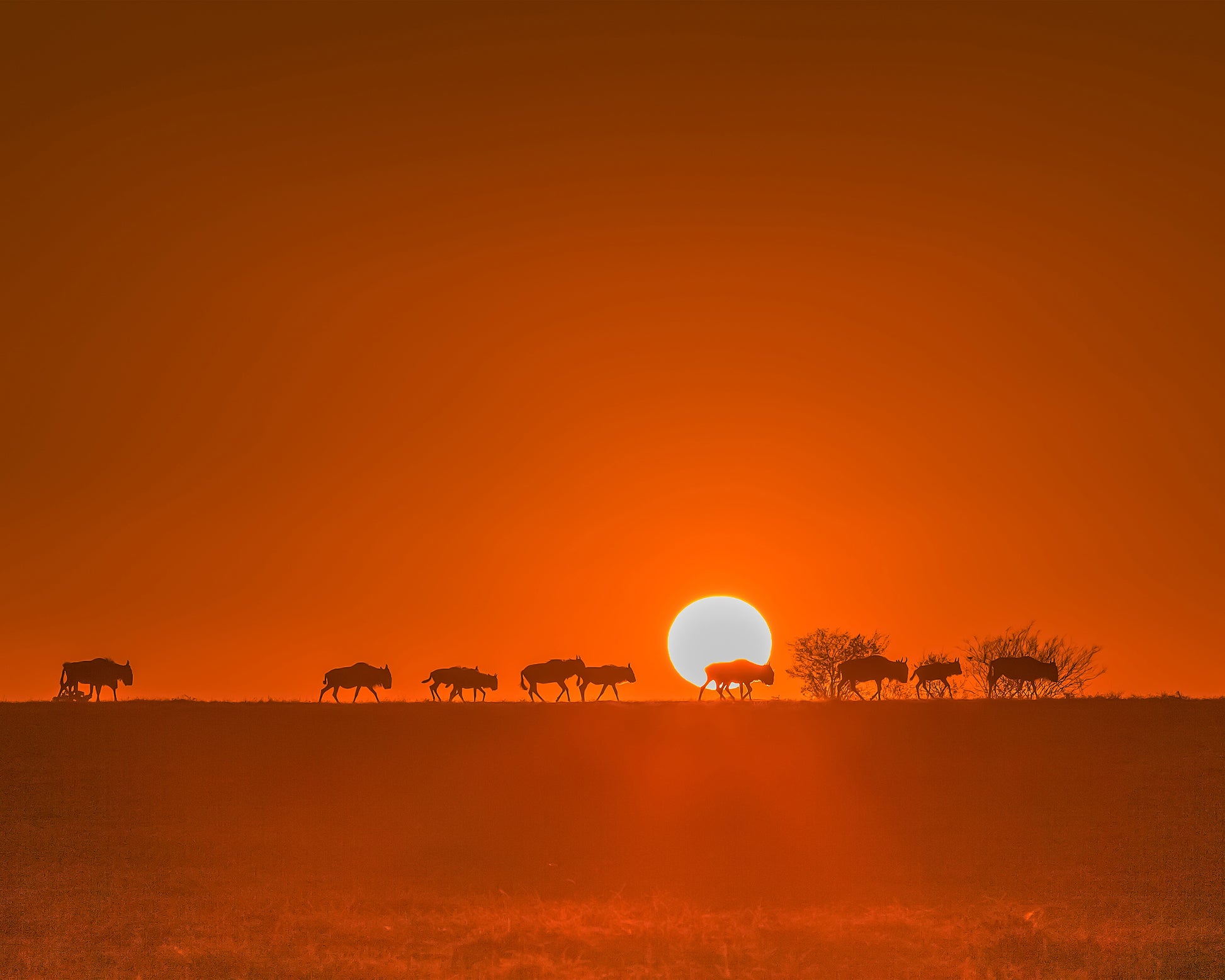 Wildebeests Walking In Golden Light
