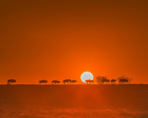 Wildebeests Walking In Golden Light