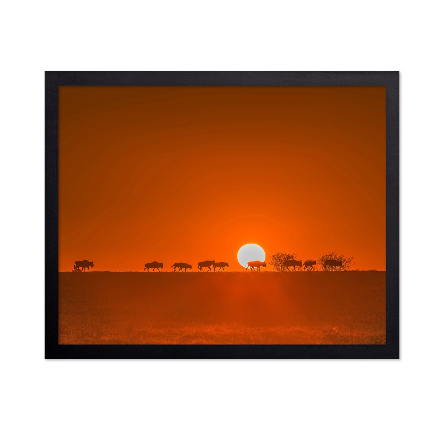Wildebeests Walking In Golden Light