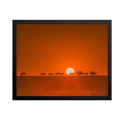 Wildebeests Walking In Golden Light