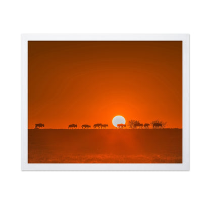 Wildebeests Walking In Golden Light