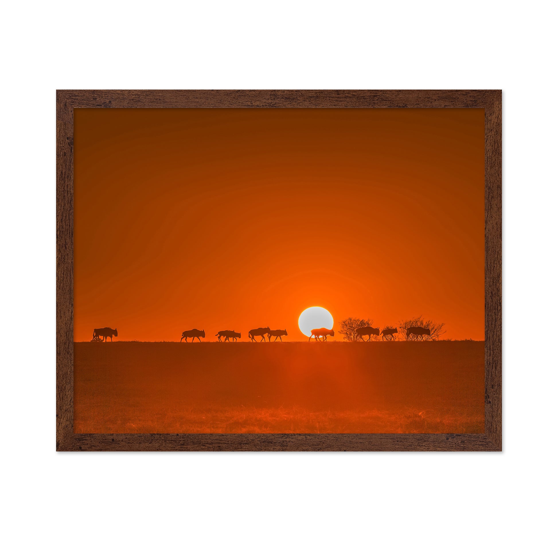 Wildebeests Walking In Golden Light