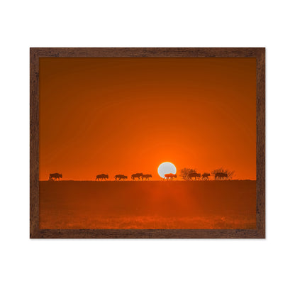 Wildebeests Walking In Golden Light