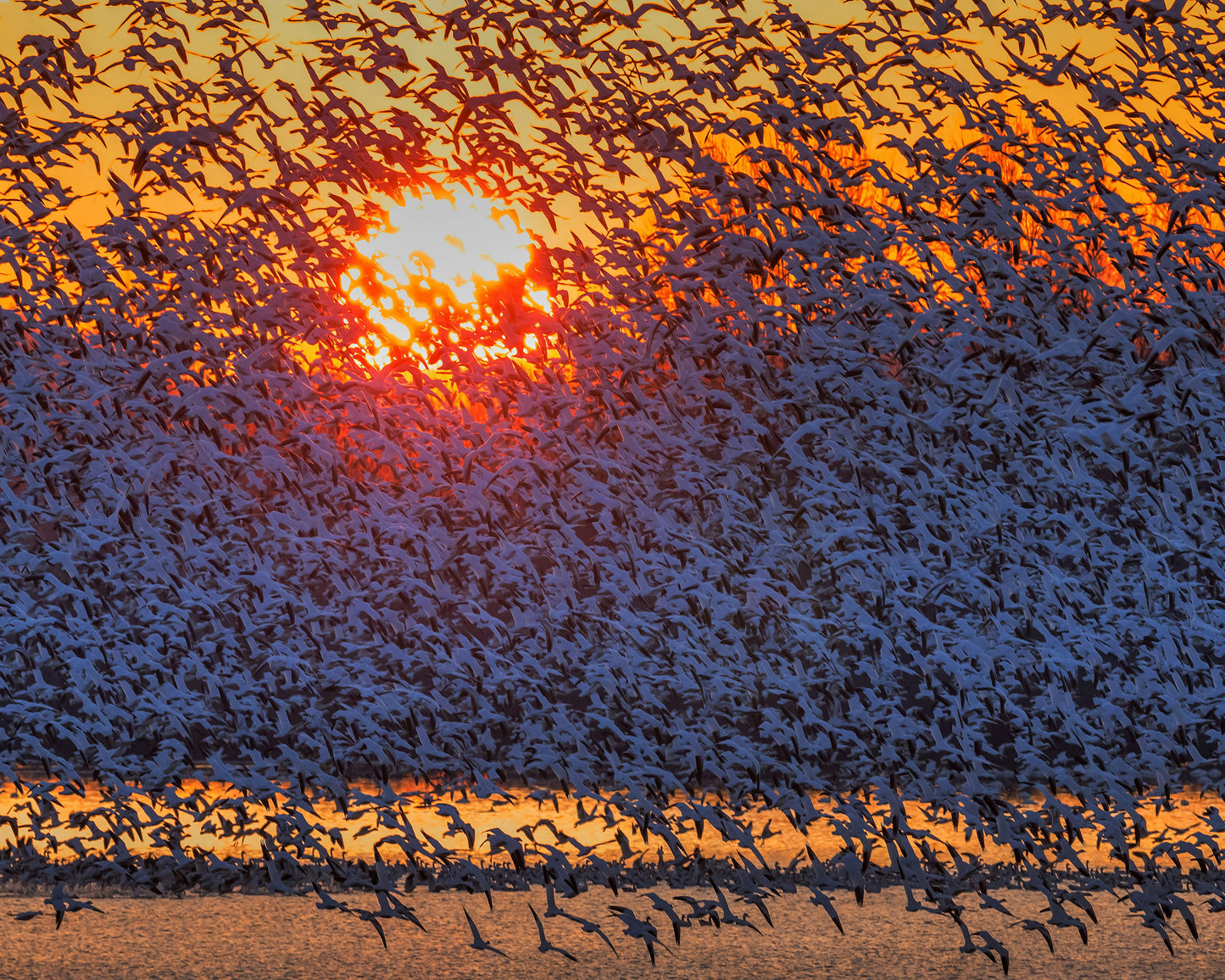 Snow Geese Flying In Sunrise