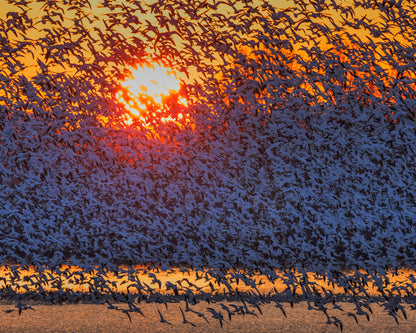 Snow Geese Flying In Sunrise