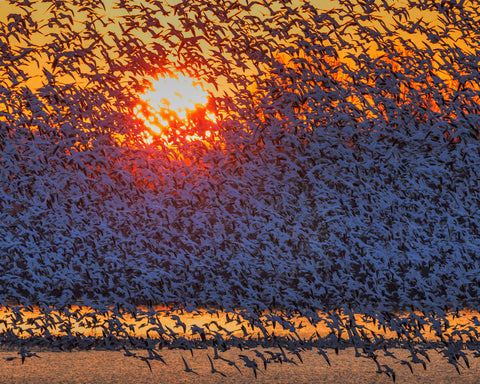 Snow Geese Flying In Sunrise