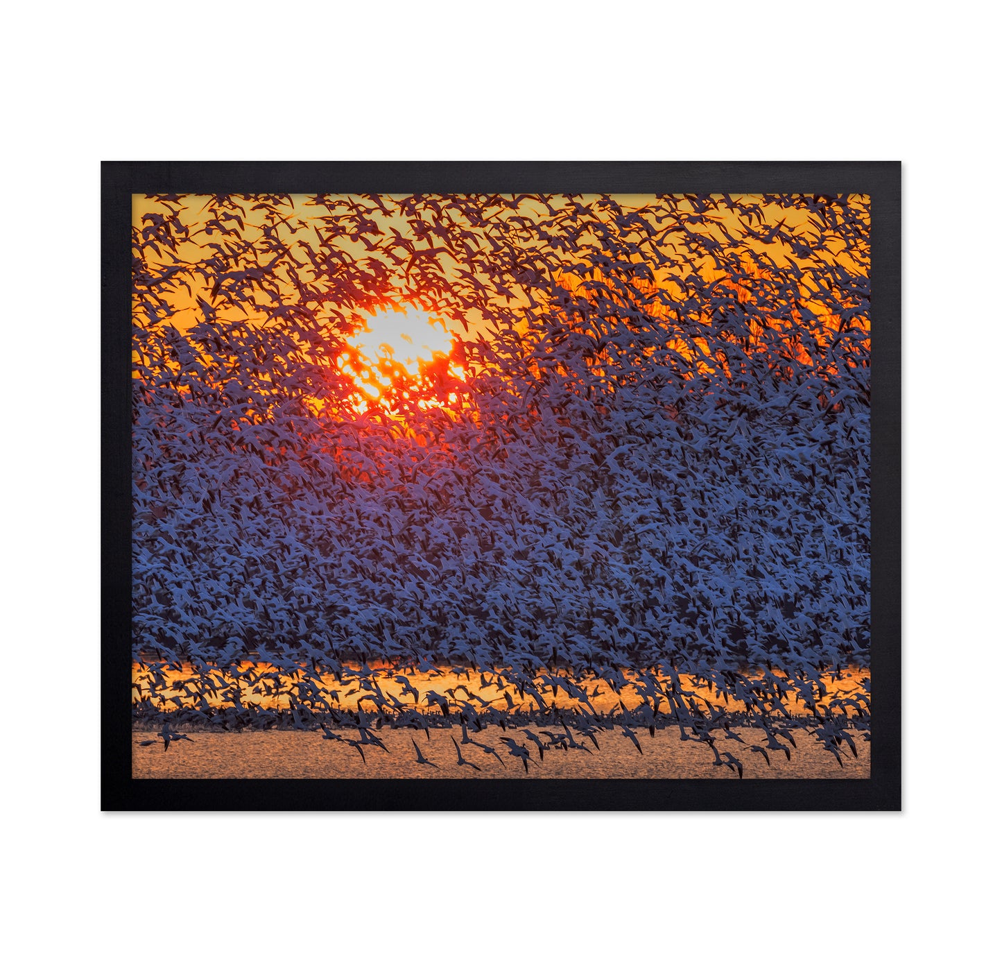 Snow Geese Flying In Sunrise