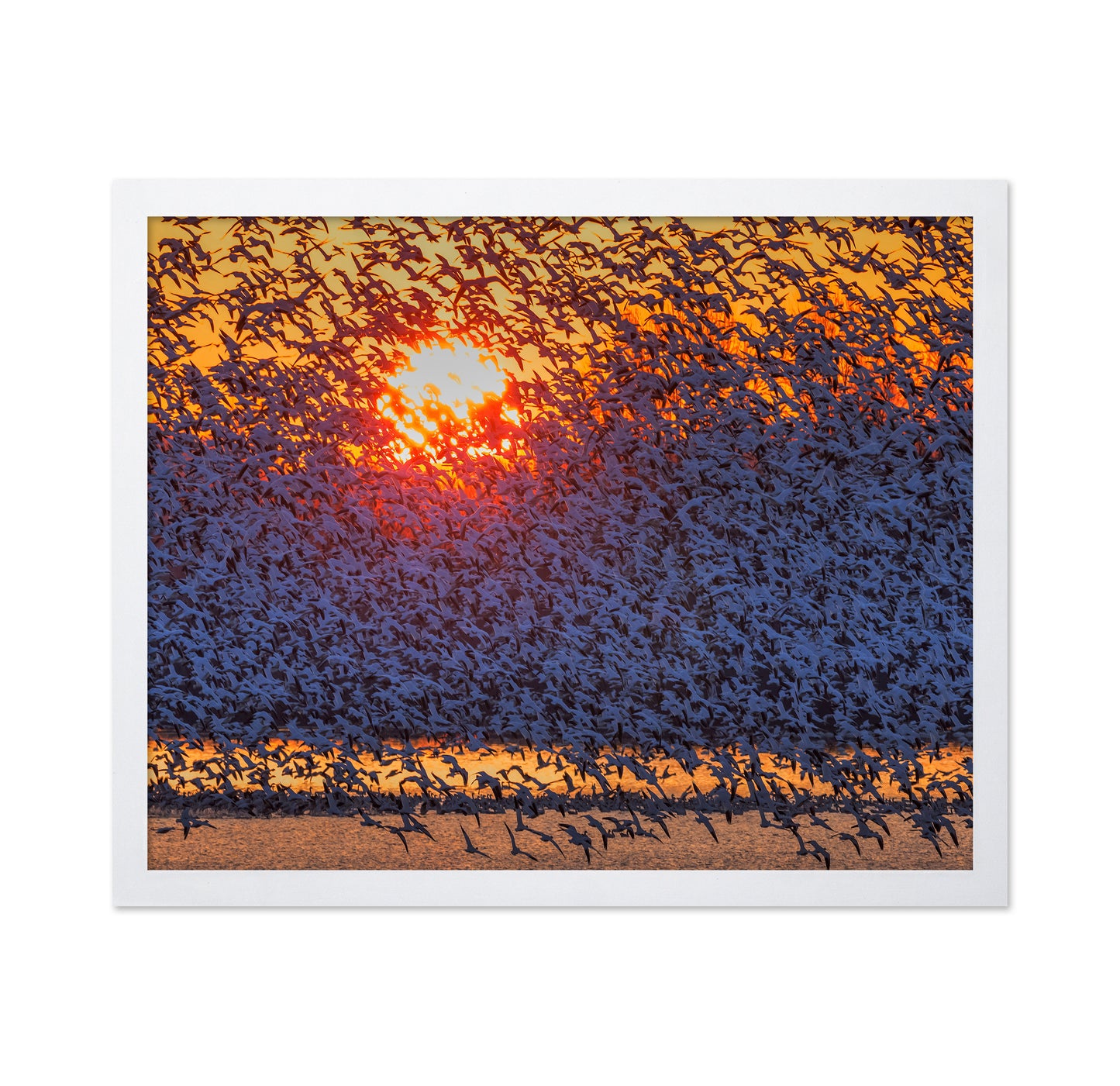 Snow Geese Flying In Sunrise