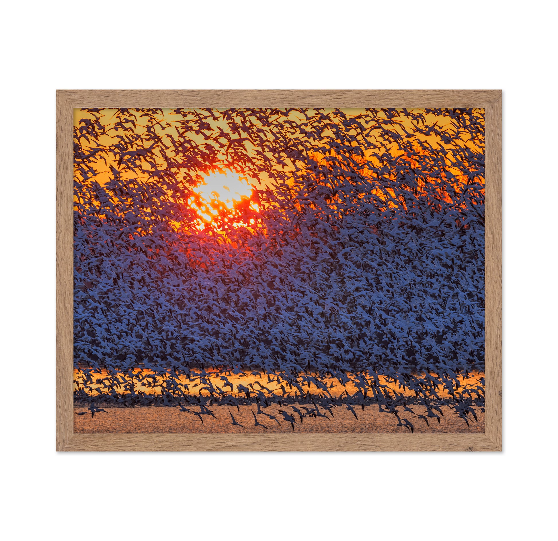 Snow Geese Flying In Sunrise