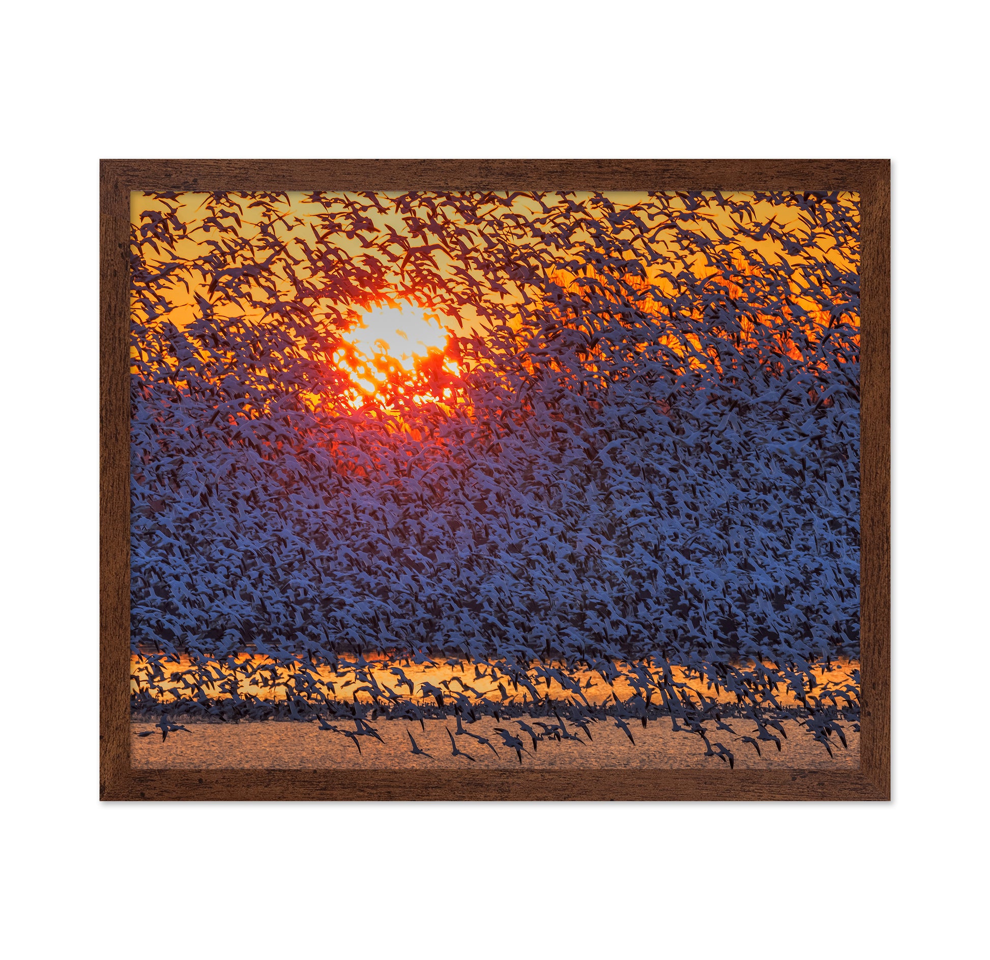 Snow Geese Flying In Sunrise