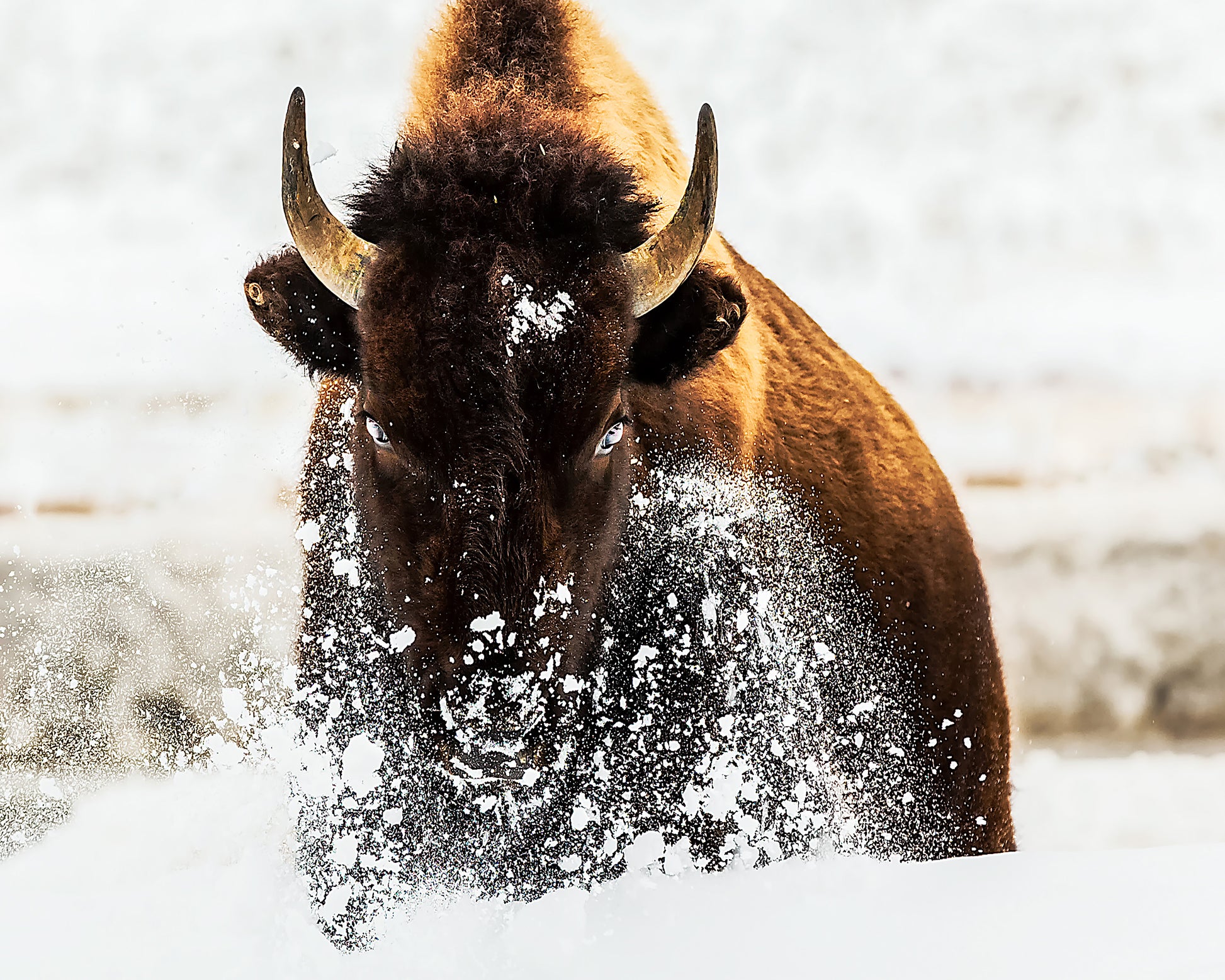 Bison In Action