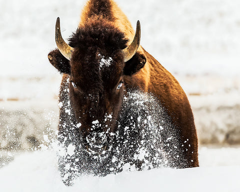 Bison In Action