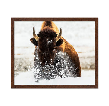 Bison In Action