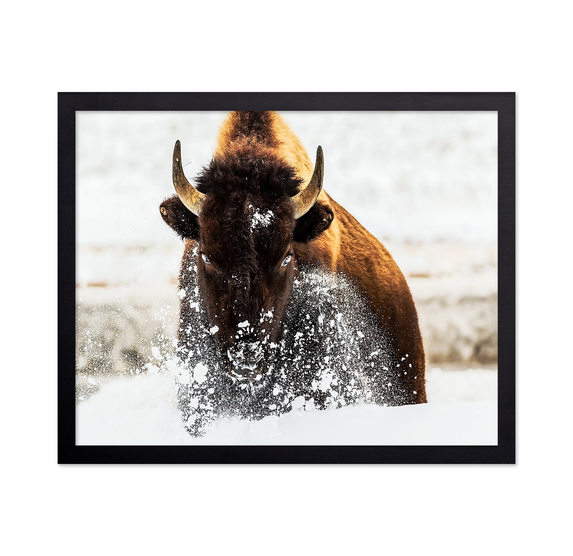 Bison In Action