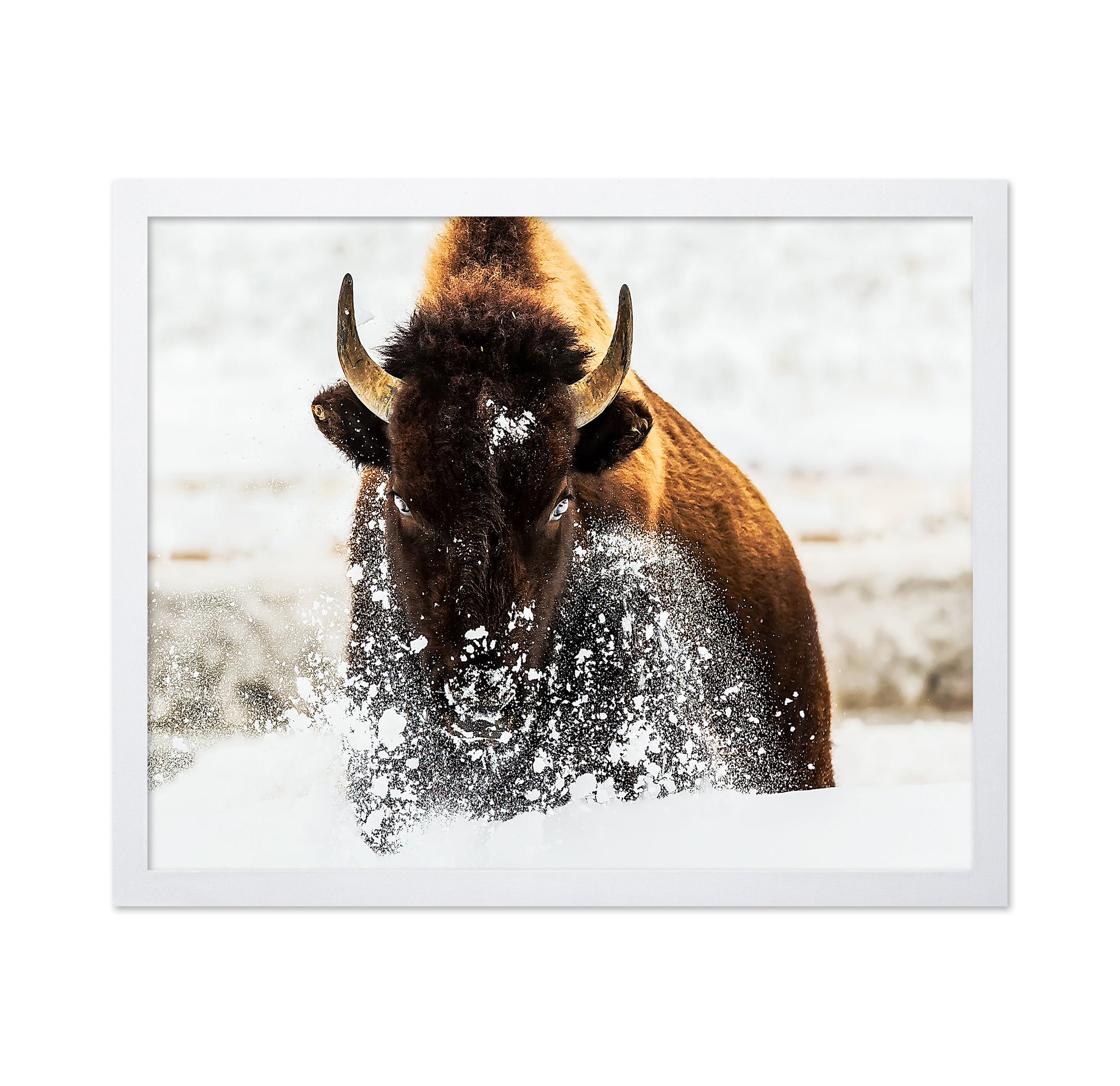 Bison In Action