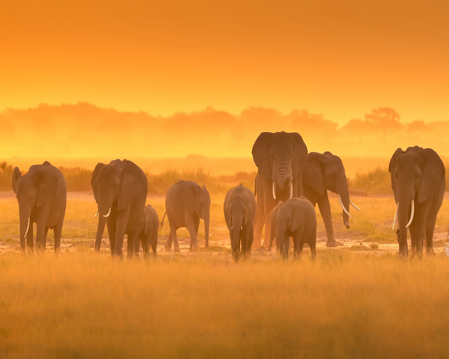 Golden Light