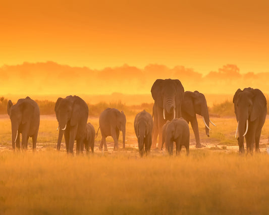 Golden Light