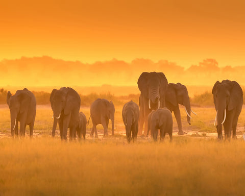 Golden Light