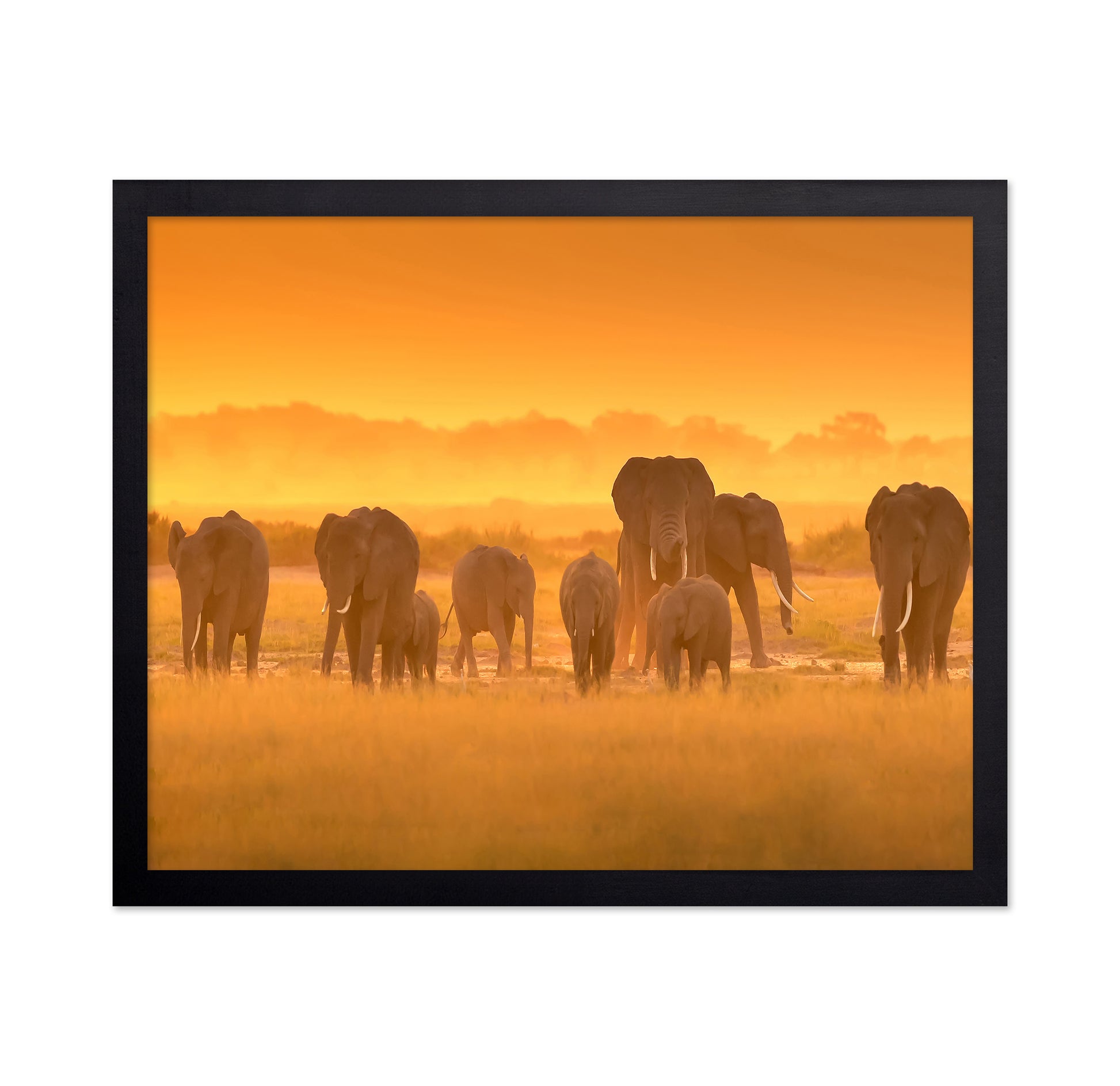 Golden Light