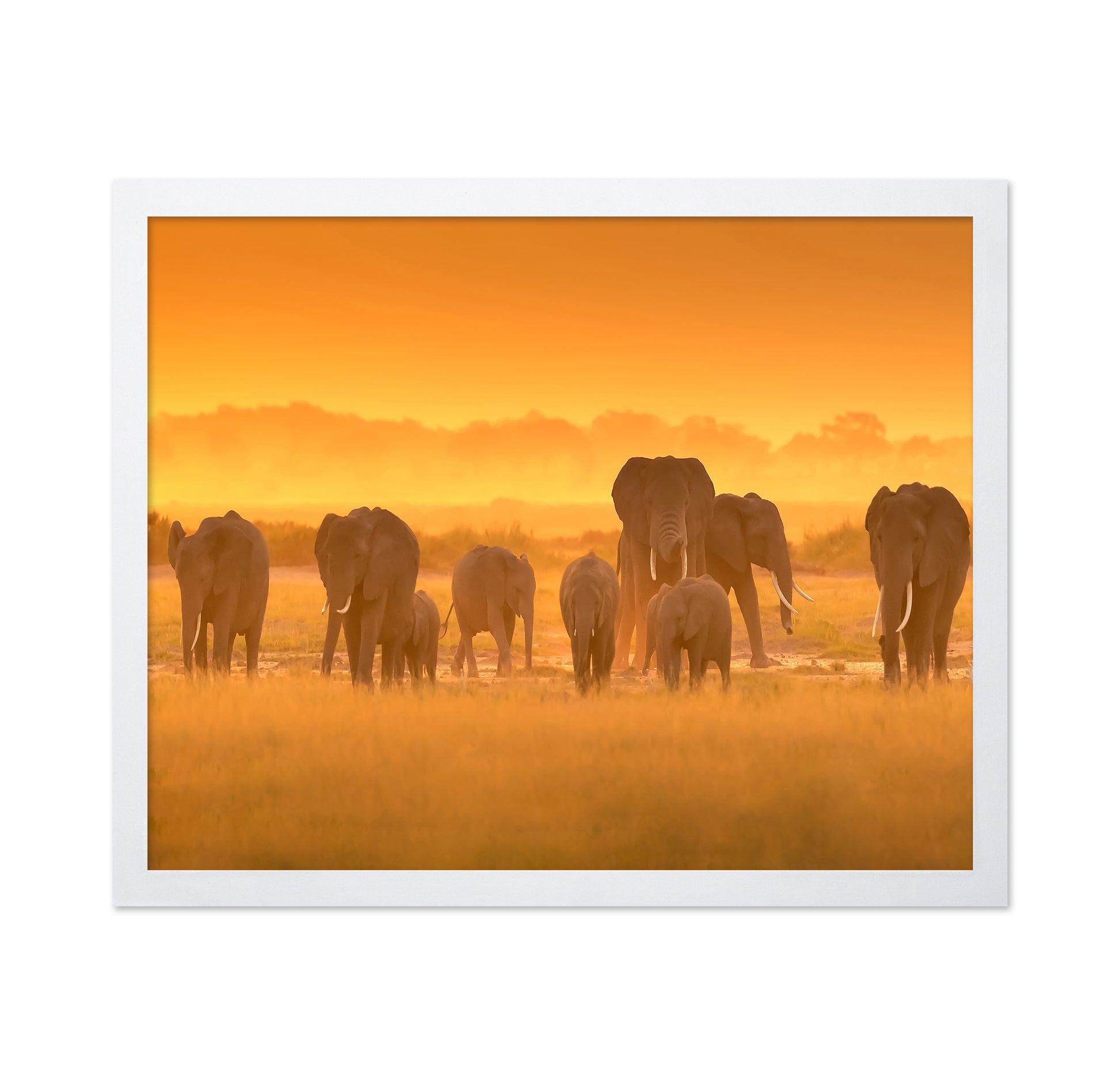 Golden Light
