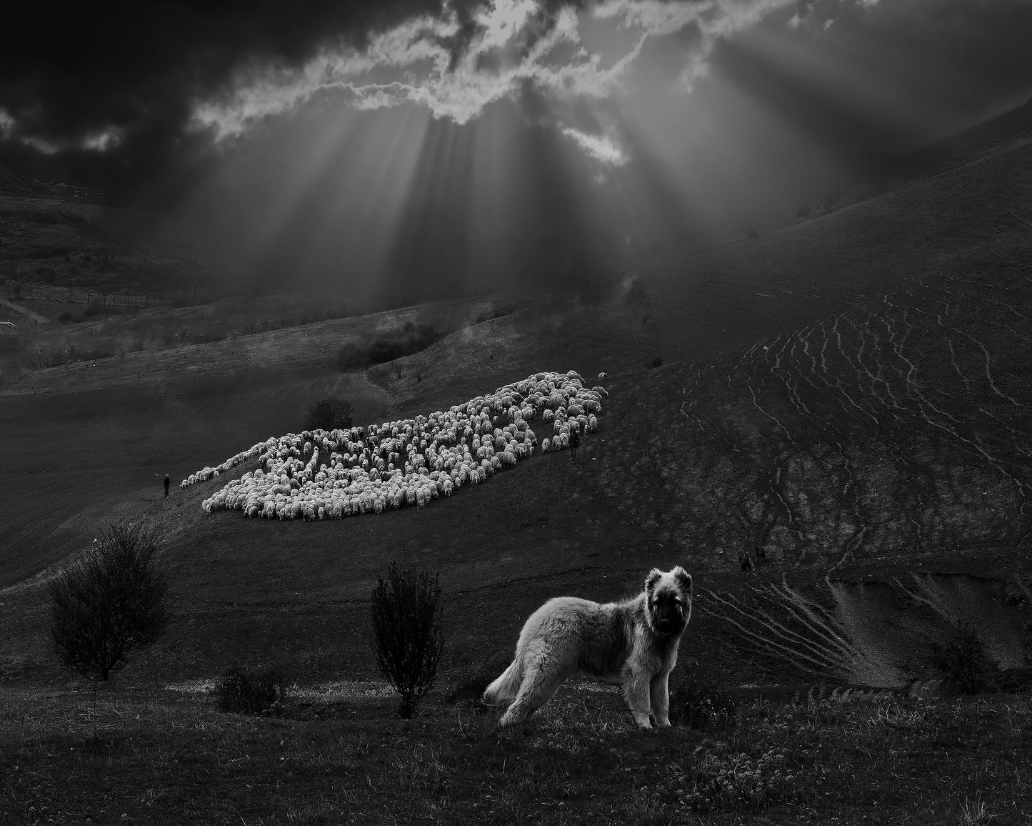 Sheperd Dog