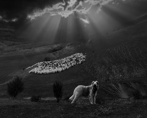 Sheperd Dog