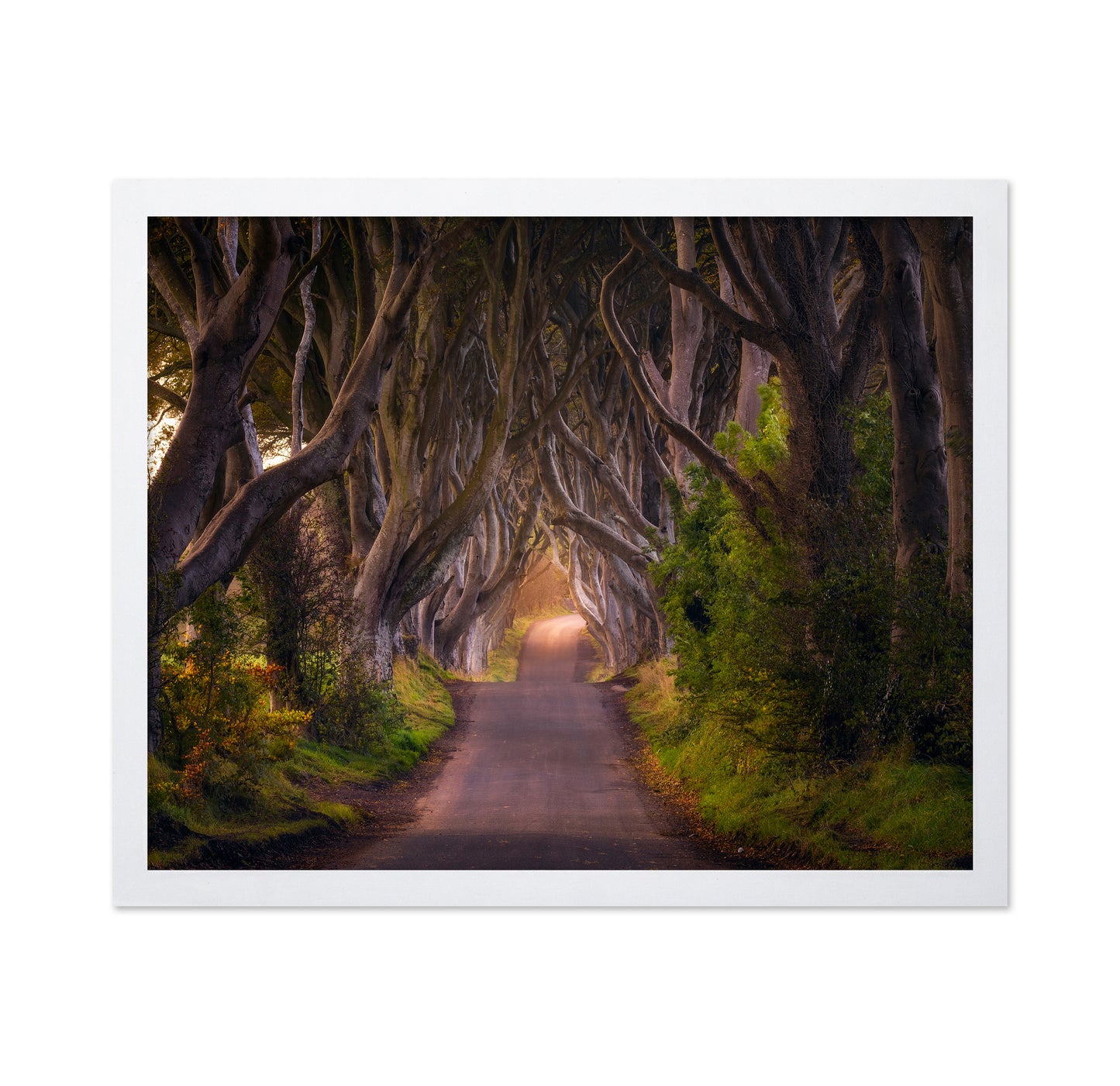 The Glowing Hedges