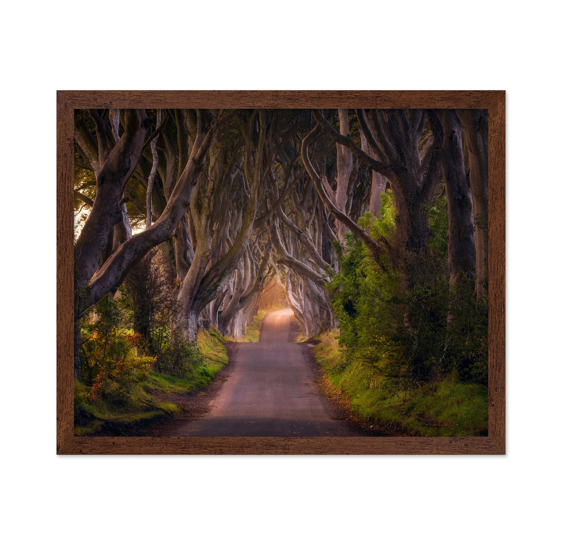 The Glowing Hedges