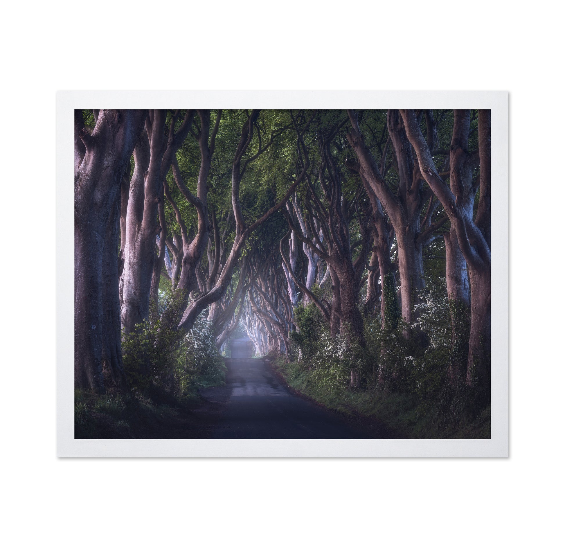The Dark Hedges